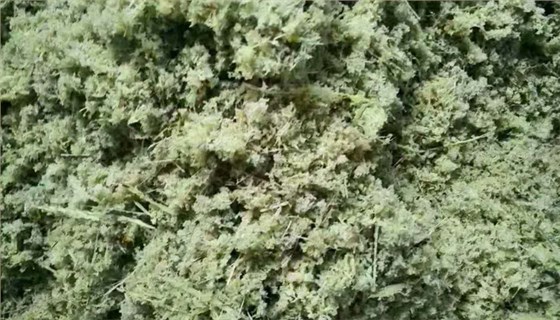 【釀酒技術(shù)】甜桿酒-粉碎