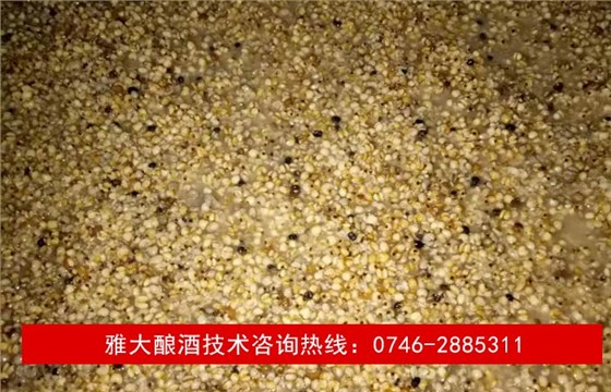 【釀酒技術】薏米酒—酒醅