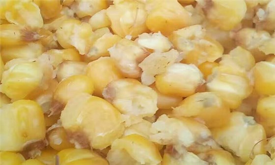 【釀酒知識】影響淀粉糖化的原因——糧食蒸煮