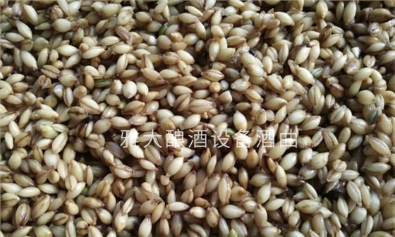 「釀酒設(shè)備廠(chǎng)家」青稞發(fā)酵酒的工藝流程