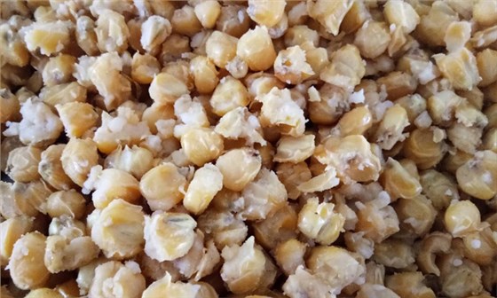 23-蒸玉米時(shí)加悶水正確模式，95開花率變得如此簡(jiǎn)單1