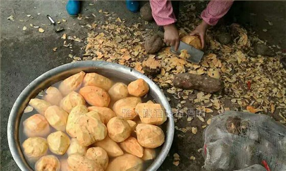 大型釀酒設(shè)備怎樣做出好喝的紅薯酒？紅薯釀酒方法！-02-紅薯清洗