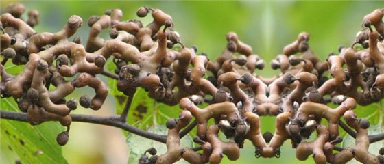 民間用小型白酒釀酒設(shè)備釀了40年的拐棗釀酒經(jīng)驗(yàn)，步驟都告訴你！-02-拐棗