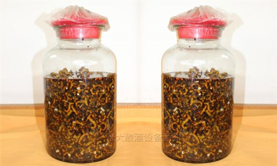 民間用小型白酒釀酒設(shè)備釀了40年的拐棗釀酒經(jīng)驗(yàn)，步驟都告訴你！-06-拐棗泡酒