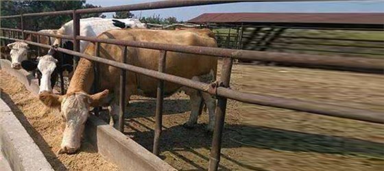 2019年外出打工？不如用多功能釀酒設(shè)備釀酒養(yǎng)牛-05-養(yǎng)殖場地3