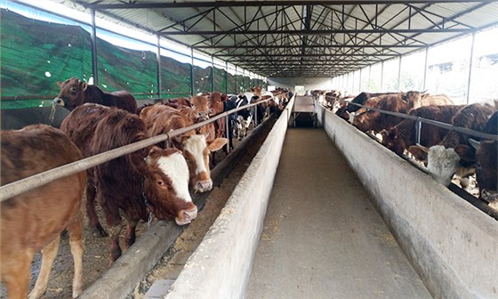 他對(duì)不銹鋼釀酒設(shè)備蒸餾后的酒糟做了1件事，結(jié)果……-02酒糟養(yǎng)殖牛