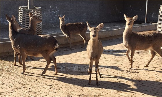 鮮鹿茸泡酒處理方法，選擇蒸汽釀酒設(shè)備釀制的固態(tài)酒好嗎？-03-梅花鹿