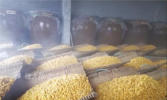 驚！小曲清香白酒原來有這么多種類，你的酒曲選對了嗎？-01-玉米攤涼