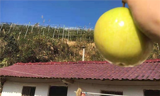 滯銷，長相難看的百香果，用蒸汽釀酒設(shè)備做酒再也不爛！-09