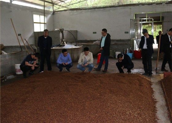 糯高粱釀酒技術交流