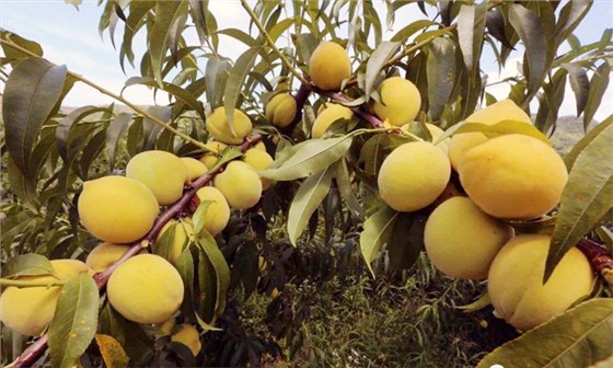 8.24-印江縣黃桃滯銷，冉總引進(jìn)雅大電加熱釀酒設(shè)備靠“釀”帶動銷量1