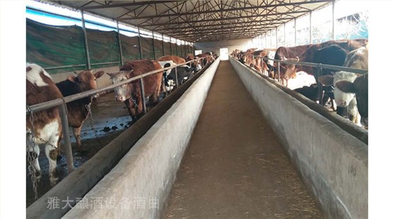 20-酒糟喂羊固態(tài)酒糟好還是液態(tài)酒糟好釀酒設(shè)備用戶的養(yǎng)殖場？