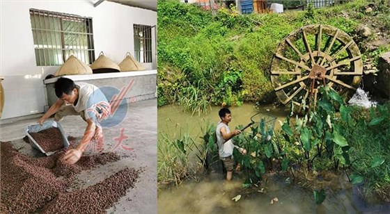 10.10武功山黑糯米酒坊續(xù)集來了，這波操作后酒坊生意更火了-釀酒農(nóng)莊3