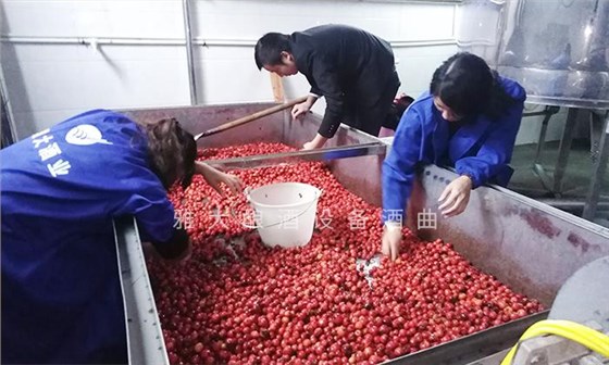 它酷似櫻桃，90后用果酒釀酒設(shè)備將它釀酒，見過的不多 3