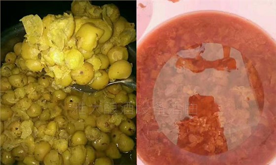 弄1套小型釀酒設(shè)備200型，回家用青梅煮酒（附青梅釀酒技術(shù)） 7