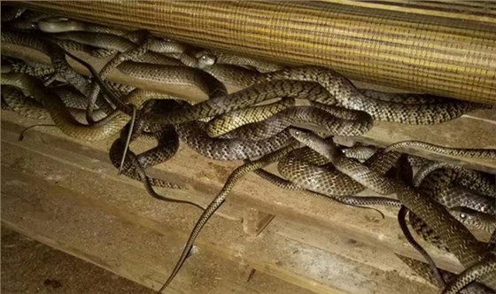 最嚴(yán)“禁野令”來了，特殊養(yǎng)殖戶該何去何從？ 2