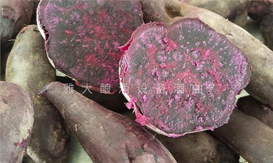 想做紫薯酒，口感好嗎？紫薯釀酒設(shè)備技術(shù) 3