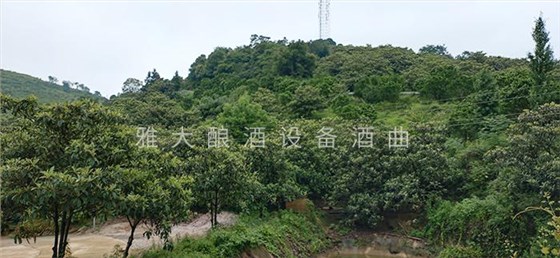 實用的枇杷釀酒技術(shù)來了，您想學嗎？ 7