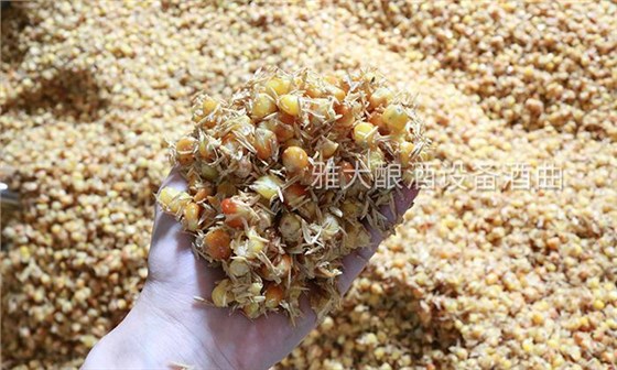 增香靠技術(shù)，除雜靠管理，怎樣才能釀出好喝的小曲固態(tài)酒？ 4