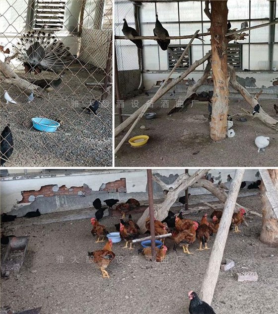 工程師變身“農(nóng)莊主”，又引進(jìn)白酒烤酒設(shè)備，為農(nóng)莊增添新特色4