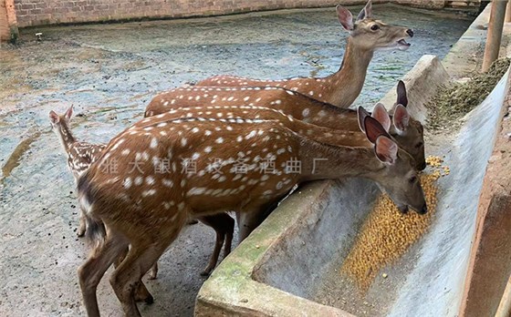 酒糟粗蛋白質(zhì)含量高、梅花鹿尤其喜食