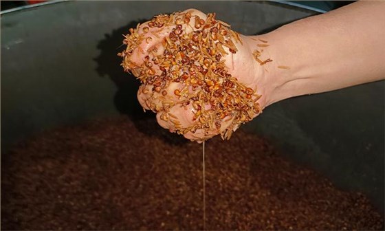 溫度對小曲清香型白酒的口感、香氣和出酒率有哪些影響？3