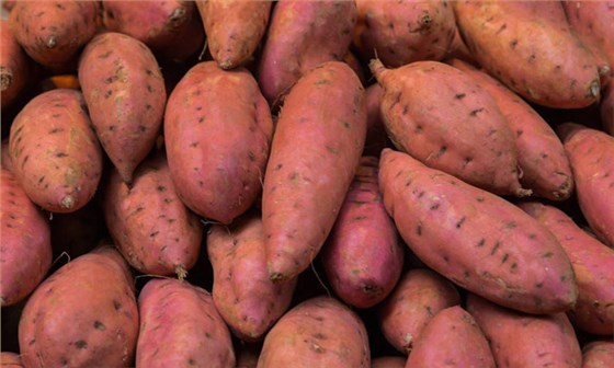 寧遠(yuǎn)土茅臺——紅薯酒是怎樣釀造出來的？ 2