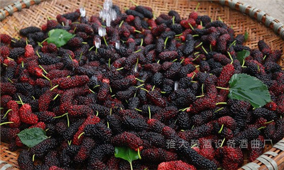 桑葚“次果”變黃金！低成本釀熱銷果酒，增收秘訣看這里！ 3