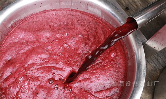 桑葚“次果”變黃金！低成本釀熱銷果酒，增收秘訣看這里！ 4