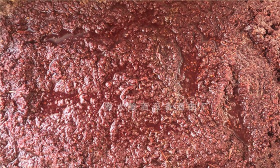 桑葚“次果”變黃金！低成本釀熱銷果酒，增收秘訣看這里！ 6