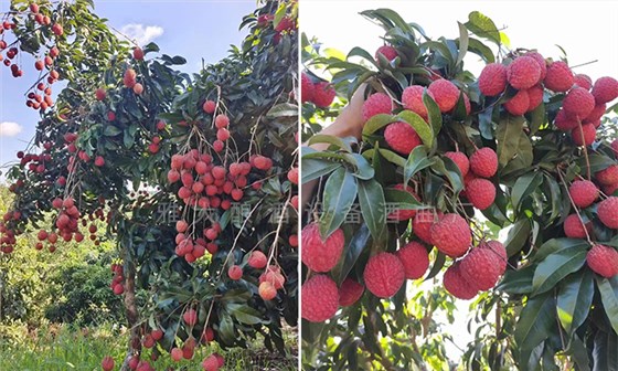用果酒釀酒設(shè)備將滯銷荔枝釀成高端酒，利潤翻番！ 1