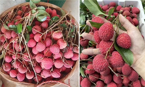 用果酒釀酒設(shè)備將滯銷荔枝釀成高端酒，利潤翻番！ 3