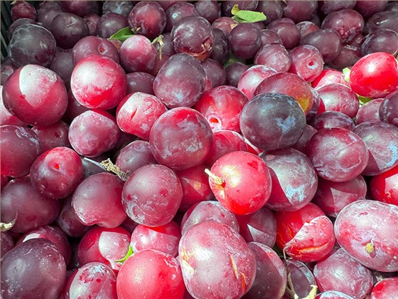 夏季水果大豐收！便宜水果釀成酒，好喝又好賣(mài)，趕緊抓住商機(jī)！ 6