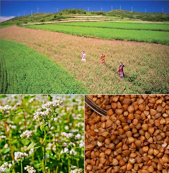 貴州苦蕎飄香，釀出鄉(xiāng)村振興“家鄉(xiāng)味道” 1