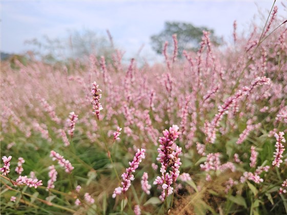 為何一款好的酒曲離不開這株“辣”草？1