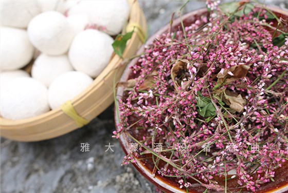 為何一款好的酒曲離不開這株“辣”草？ 2