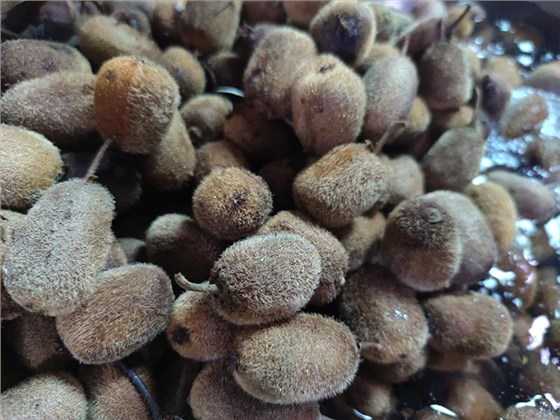 釀獼猴桃酒的季節(jié)到了，純技術(shù)分享趕緊收藏！ 2