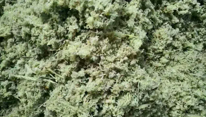 【釀酒技術】甜桿酒-粉碎