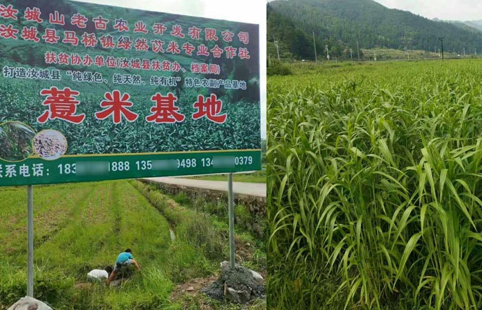 雅大白酒生產(chǎn)設(shè)備客戶(hù)——薏米酒生產(chǎn)基地