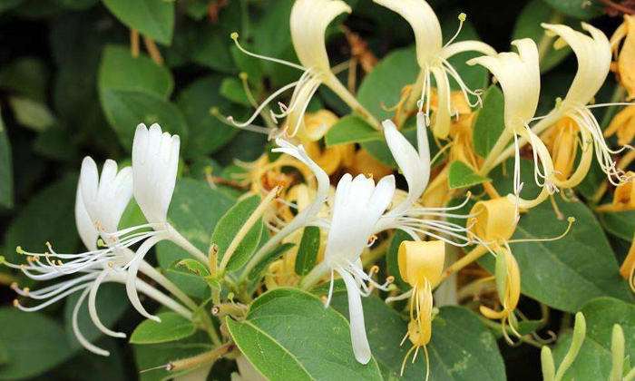 「釀酒設(shè)備」金銀花能釀酒嗎？