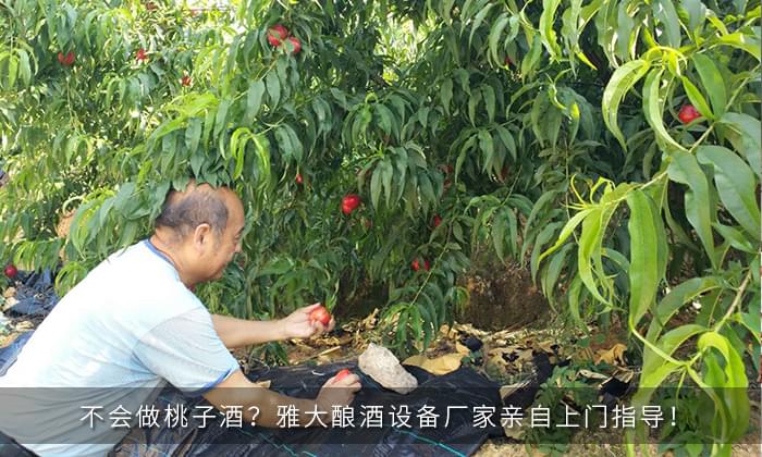 不會(huì)做桃子酒？雅大釀酒設(shè)備廠家親自上門指導(dǎo)！