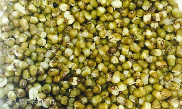 27-用酒廠釀酒設(shè)備如何制作綠豆單糧酒和多糧酒？綠豆蒸開花