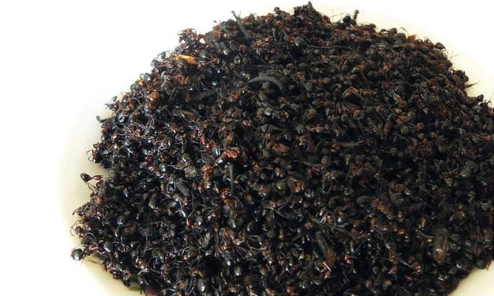 9.15「大型釀酒設(shè)備」驚！用黑螞蟻泡酒功效竟然這么大！01