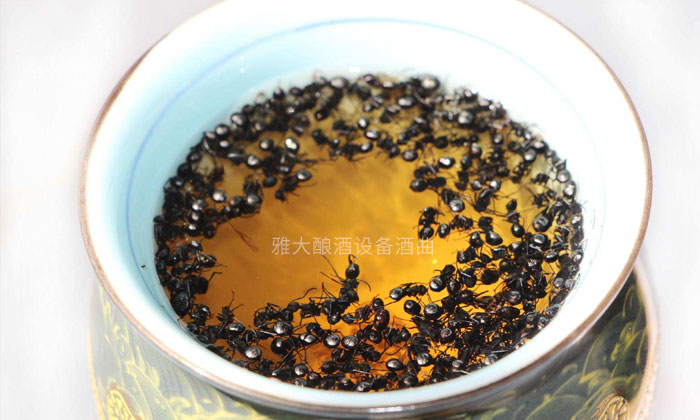 9.15「大型釀酒設(shè)備」驚！用黑螞蟻泡酒功效竟然這么大！04