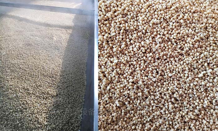 「釀酒教學」7步教您用專業(yè)釀酒設備做固態(tài)小麥酒，純實操！-03-小麥-蒸糧