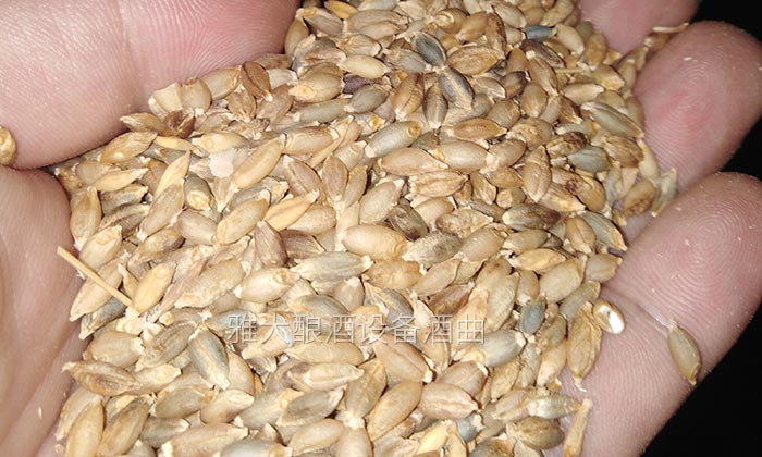 雅大邀您到酒廠用白酒蒸酒設(shè)備實(shí)操釀青稞酒，青稞酒實(shí)操教學(xué)！-01-青稞釀酒0