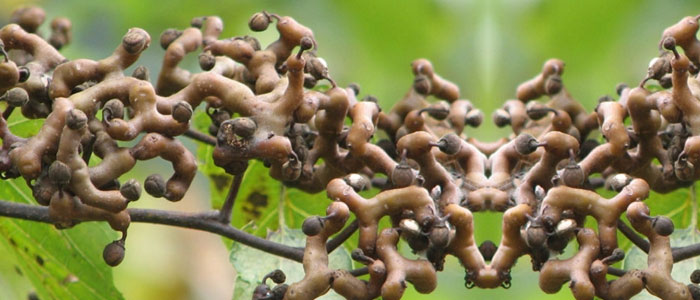 民間用小型白酒釀酒設(shè)備釀了40年的拐棗釀酒經(jīng)驗，步驟都告訴你！-02-拐棗