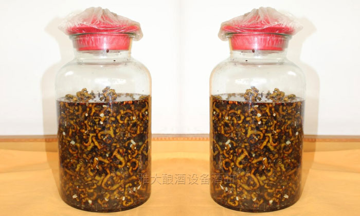 民間用小型白酒釀酒設(shè)備釀了40年的拐棗釀酒經(jīng)驗，步驟都告訴你！-06-拐棗泡酒