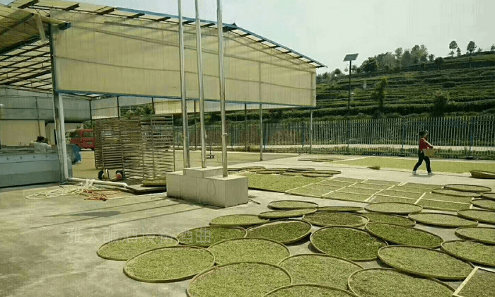 專業(yè)釀酒設(shè)備可以做茶葉酒嗎？茶葉酒是怎么來(lái)的？-04