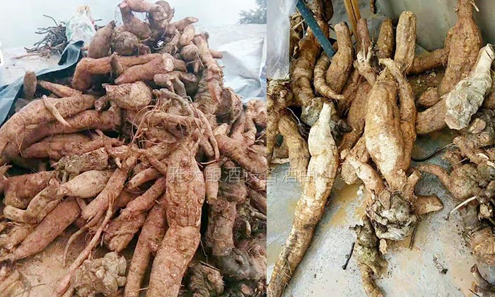 楊醫(yī)生用釀酒新設(shè)備做保健酒4年，維葛酒熱銷全國(guó)的秘密！-02葛根